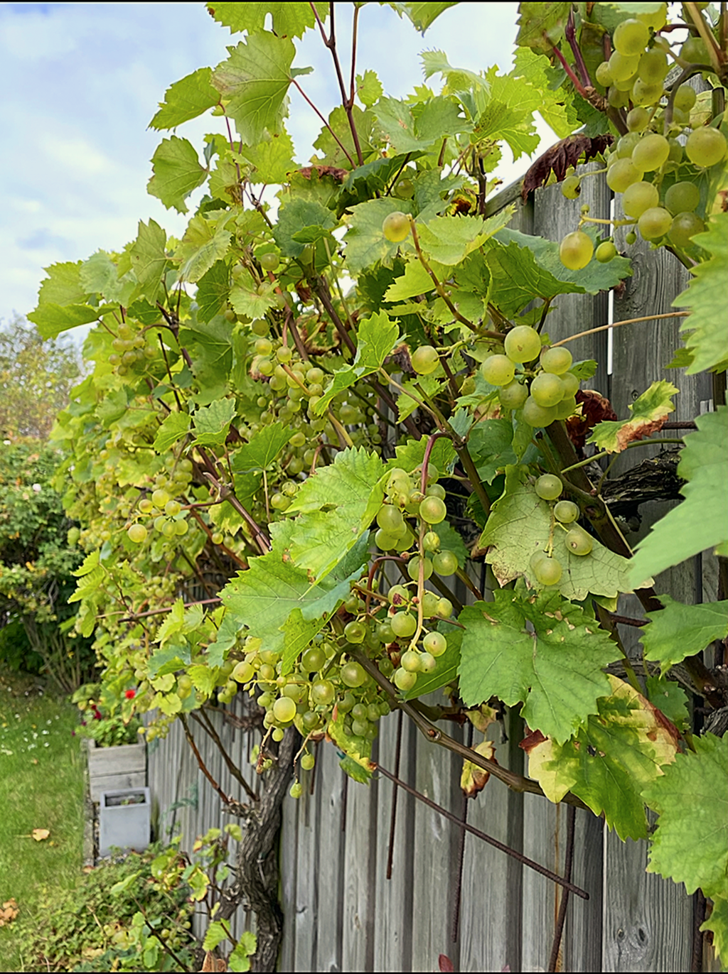 Mäklaren informerar