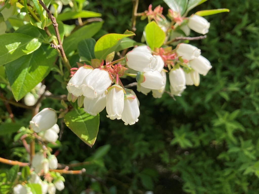 Säljarnas bilder
