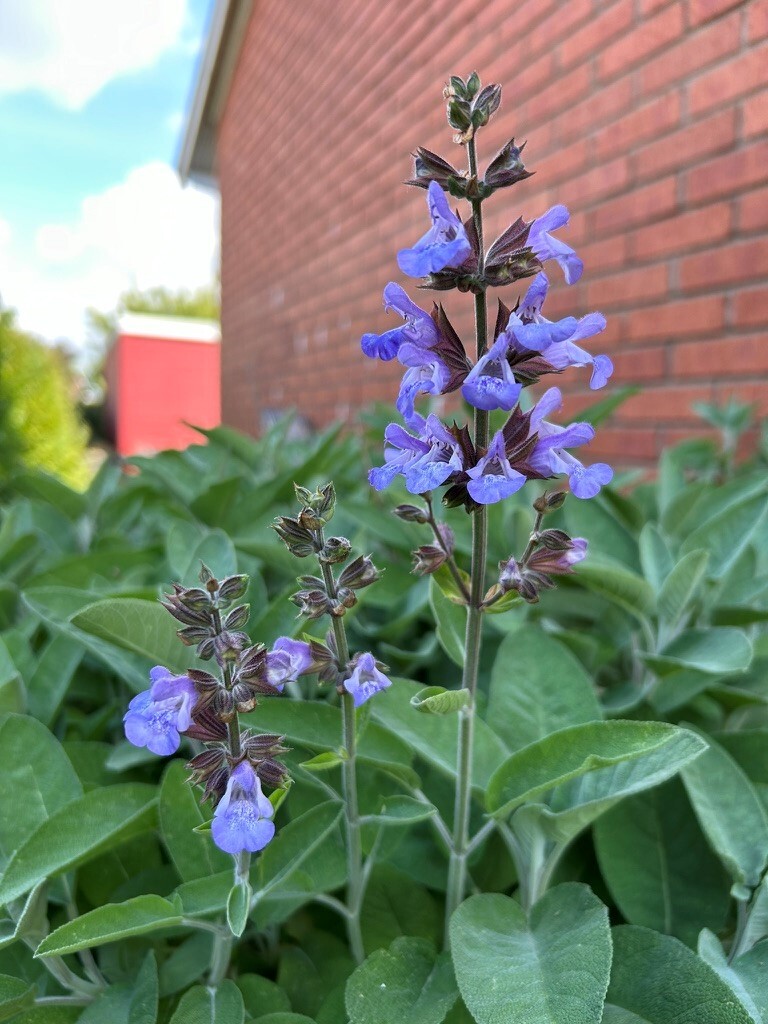 Säljarnas bilder
