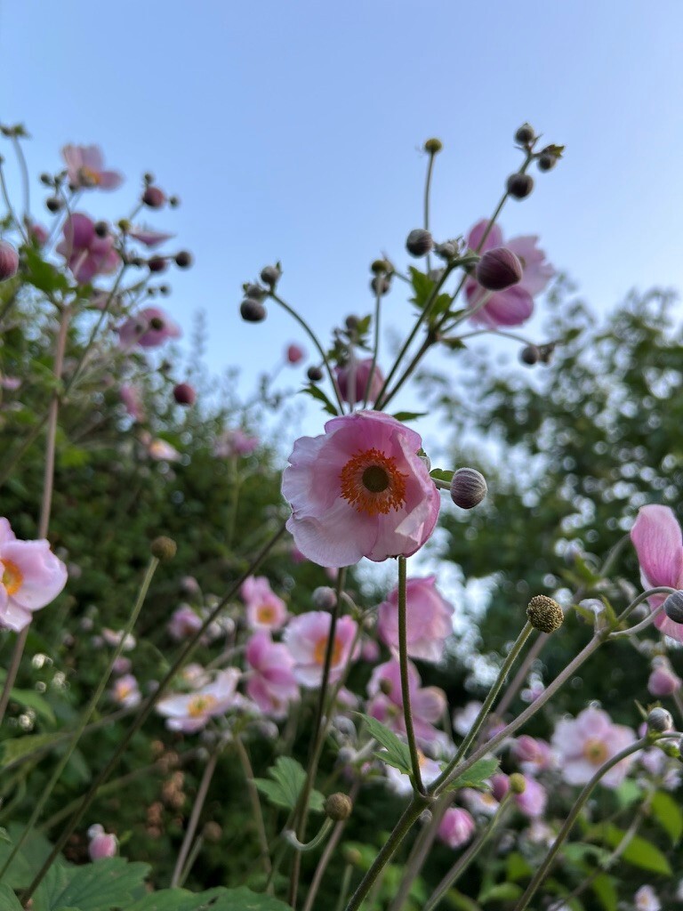 Säljarnas bilder